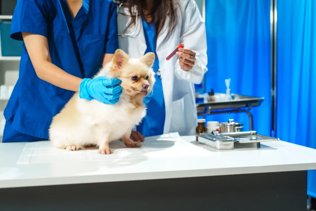 Diagnostics Amp Laboratory Testing - Diagnostics Laboratory Testing 2 - Mavis Road Animal Clinic
