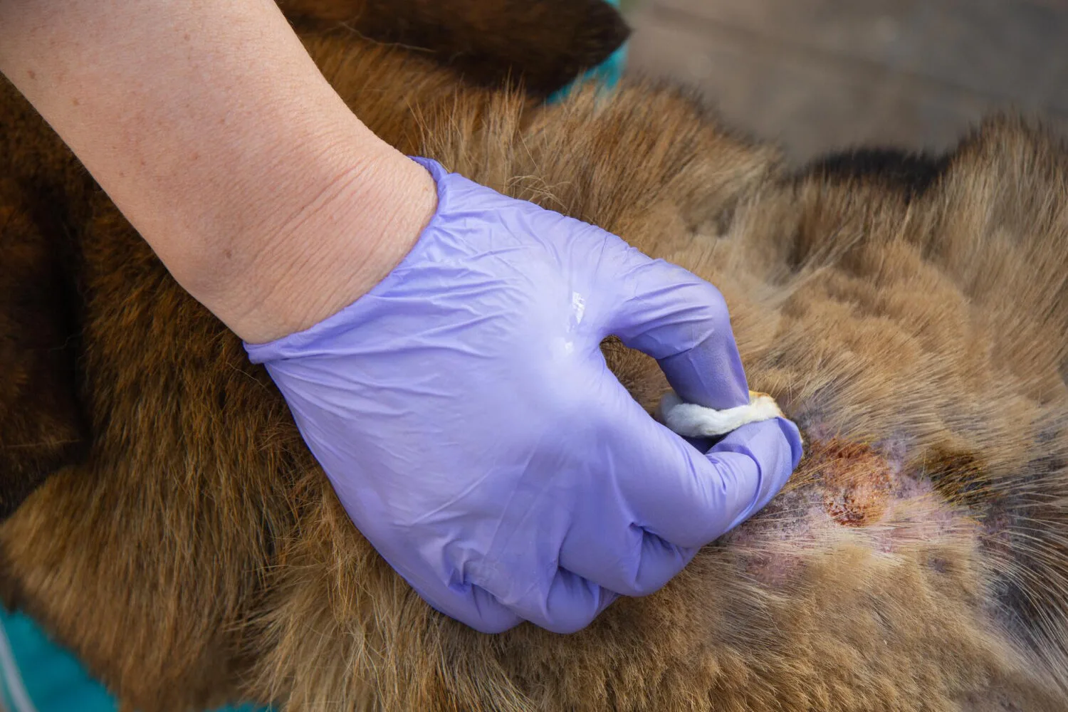 Pet Dermatology