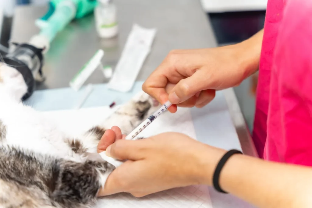 Pet Vaccination Services - Pet Vaccination Services 1 - Mavis Road Animal Clinic