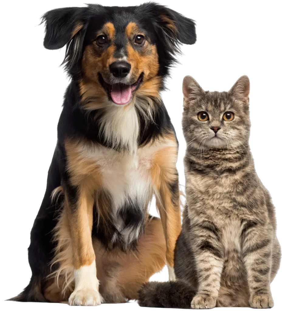 Mavis Road Animal Clinic Veterinary Care In Mississauga ON - Cat And Dog Sitting Together - Mavis Road Animal Clinic
